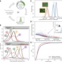 Expression noise facilitates the evolution of gene regulation