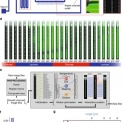 Monitoring single-cell gene regulation under dynamically controllable conditions with integrated microfluidics and software