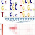 Automated incorporation of pairwise dependency in transcription factor binding site prediction using dinucleotide weight tensors