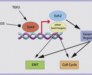 Sox4 Is A Master Regulator Of Epithelial-mesenchymal Transition By ...